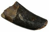 Serrated, Tyrannosaur Tooth - Judith River Formation #123513-1